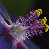 Nikon Small World 2016