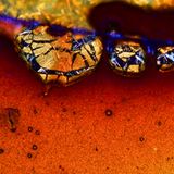 Nikon Small World 2016