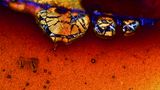 Nikon Small World 2016