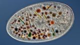 Nikon Small World 2016