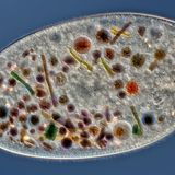 Nikon Small World 2016