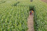 Maislabyrinth mit Kindern