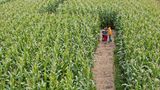 Maislabyrinth mit Kindern