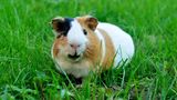 Meerschweine auf einer grünen Wiese