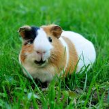 Meerschweine auf einer grünen Wiese