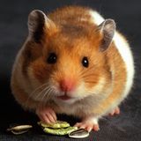 Hamster schaut frech in die Kamera