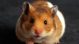 Hamster schaut frech in die Kamera