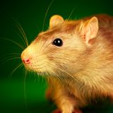 Ratten sind zutrauliche Haustiere