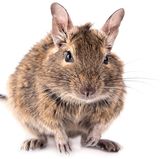 Degu als Haustier