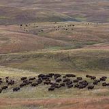 Gemäßigtes Grasland: Prärie (USA, South Dakota)