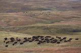 Gemäßigtes Grasland: Prärie (USA, South Dakota)
