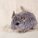 Chinchilla vor beigem Hintergrund