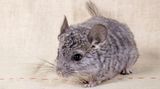 Chinchilla vor beigem Hintergrund