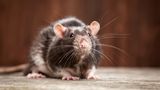Farbmaus als Haustier auf dem Boden