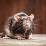 Farbmaus als Haustier auf dem Boden