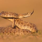 Prärieklapperschlange