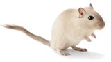 Rennmaus als Haustier halten