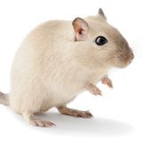 Rennmaus als Haustier halten