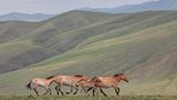 Gemäßtiges Grasland: Steppe (Mongolei)