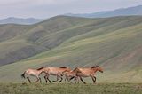 Gemäßtiges Grasland: Steppe (Mongolei)