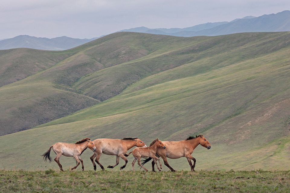 Gem Tiges Grasland Steppe Mongolei Geo