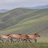 Gemäßtiges Grasland: Steppe (Mongolei)