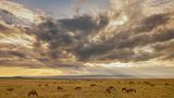 Tropisches Grasland: Savanne (Kenia, Masai Mara)