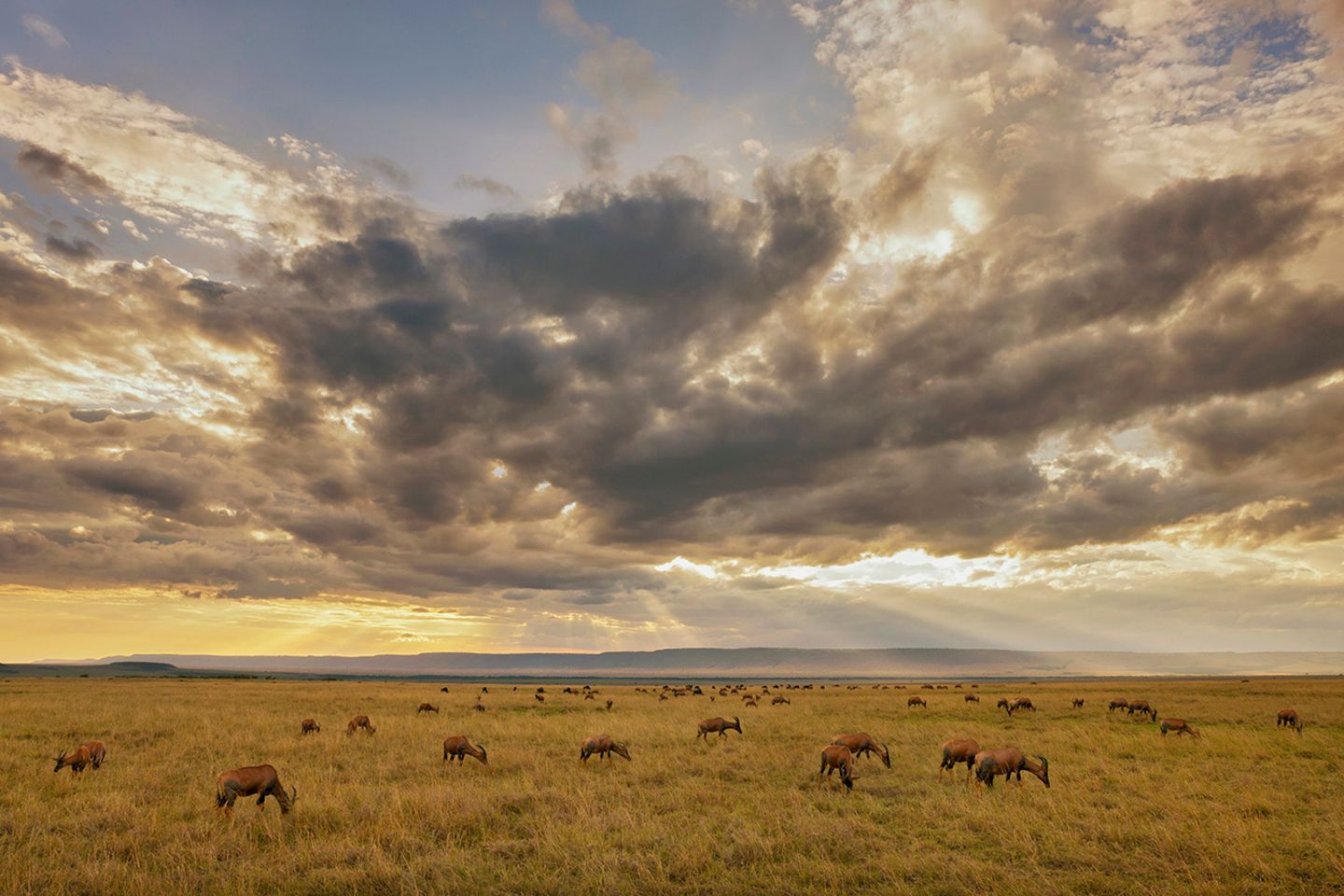 Tropisches Grasland: Savanne (Kenia, Masai Mara)