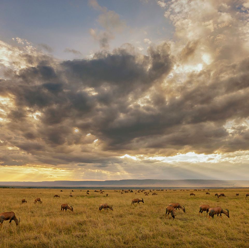 Tropisches Grasland: Savanne (Kenia, Masai Mara)