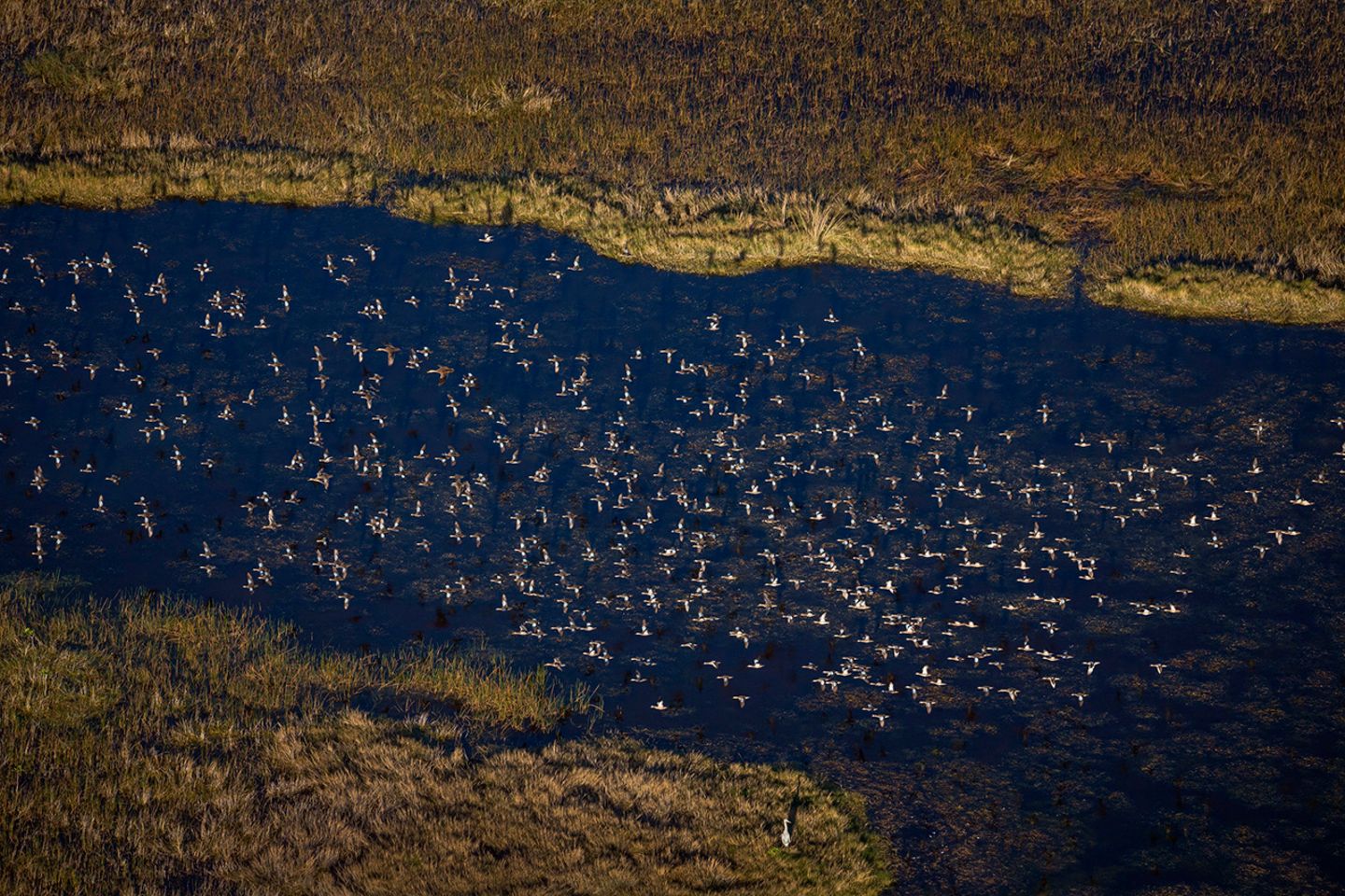Feuchtes Grasland: Everglades (USA)