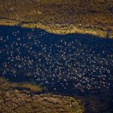 Feuchtes Grasland: Everglades (USA)