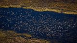 Feuchtes Grasland: Everglades (USA)