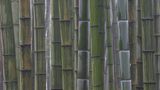 Besonderes Grasland: Bambus (China)