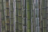 Besonderes Grasland: Bambus (China)