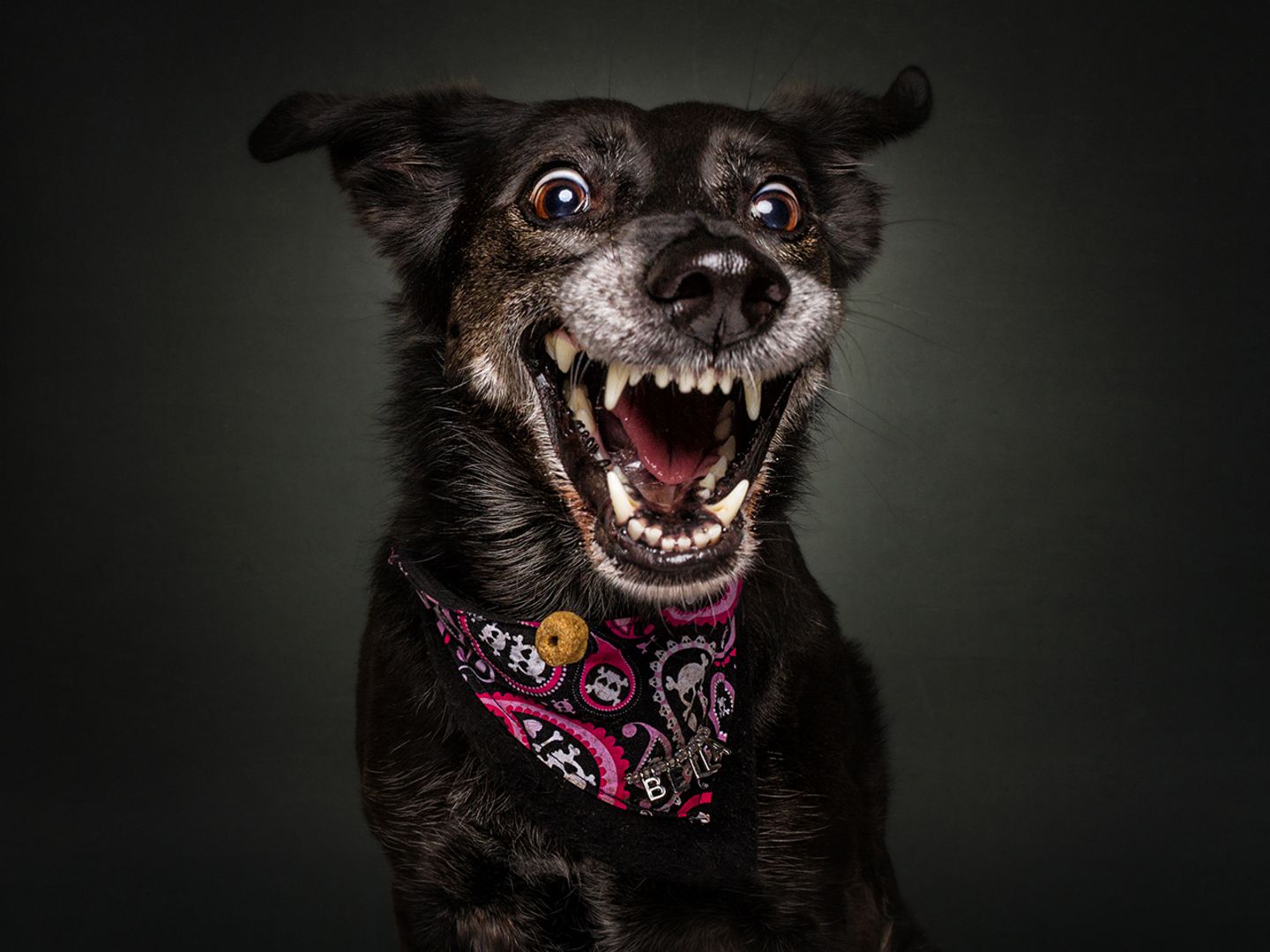 Bella, Mix