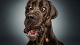 Bobba, Dogge