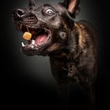 Balko, Hollaendischer Schaeferhund