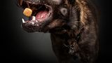 Balko, Hollaendischer Schaeferhund