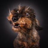 Frieda, Rauhhaardackel