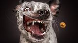 Balou, Mischling