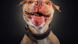 Bumblebee, Pittbull