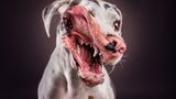 Kimba, Dogge