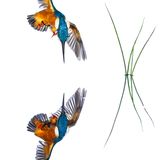 Mario Cea Sanchez/GDT ENJ 2016