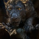 David Lloyd/GDT ENJ 2016