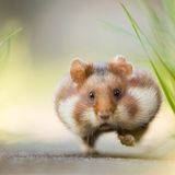 Christoph Kaula/GDT ENJ 2016