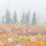 Fortunato Gatto/GDT ENJ 2016