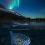 Audun Rikardsen/GDT ENJ 2016