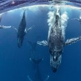 Cristobal Serrano/GDT ENJ 2016