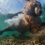 Mikhail Korostelev/GDT ENJ 2016