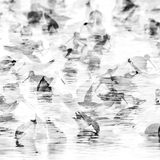 Guilherme Limas/GDT ENJ 2016